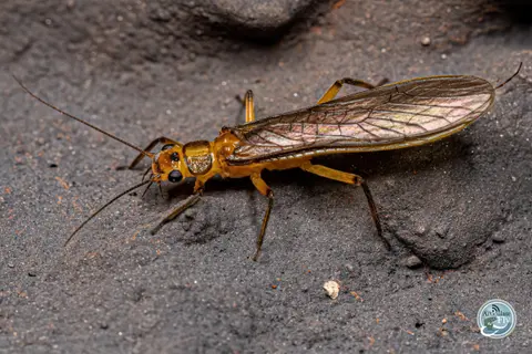 HOW TO FLY FISH: STONEFLIES (PART II): FISHING THE DRY