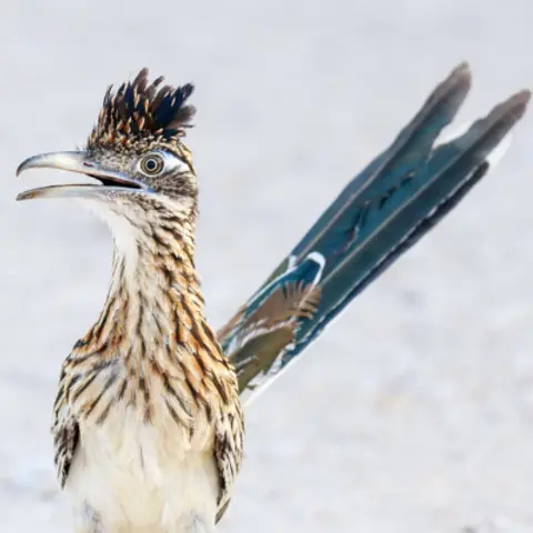 Roadrunners