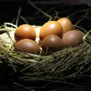 Protecting Your Nest Egg from Taxes in Retirement
