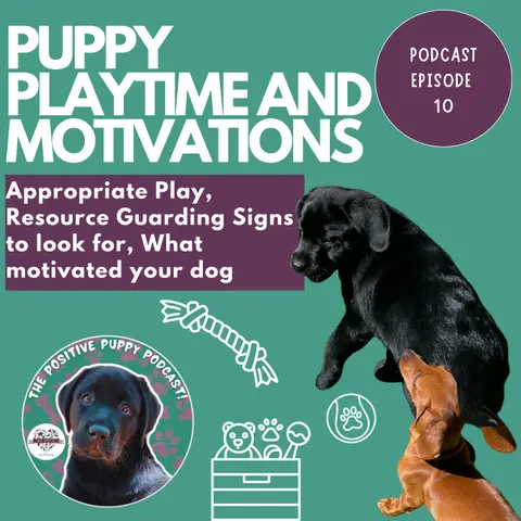 Episode 10: Puppy Playtime and Motivations