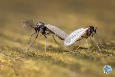 HOW TO FLY FISH: MIDGES (PART I): LARVA AND EMERGERS