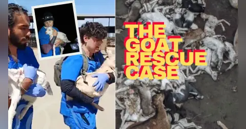Goat Rescue Trial Takes a Dramatic Turn