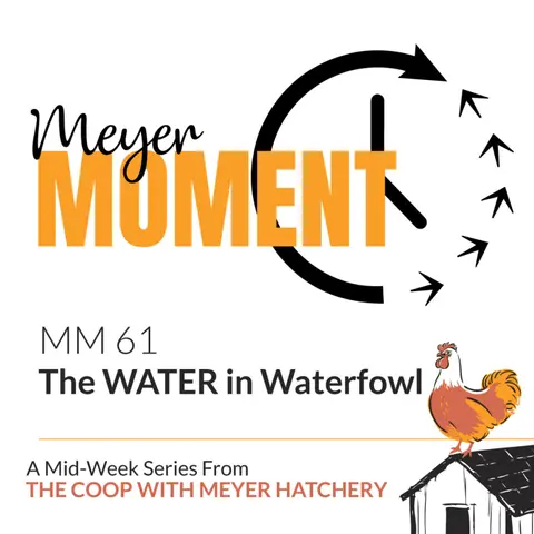 The WATER in Waterfowl