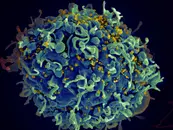 Episode 59 – HIV – An Interview With Dr. Daniel Egan