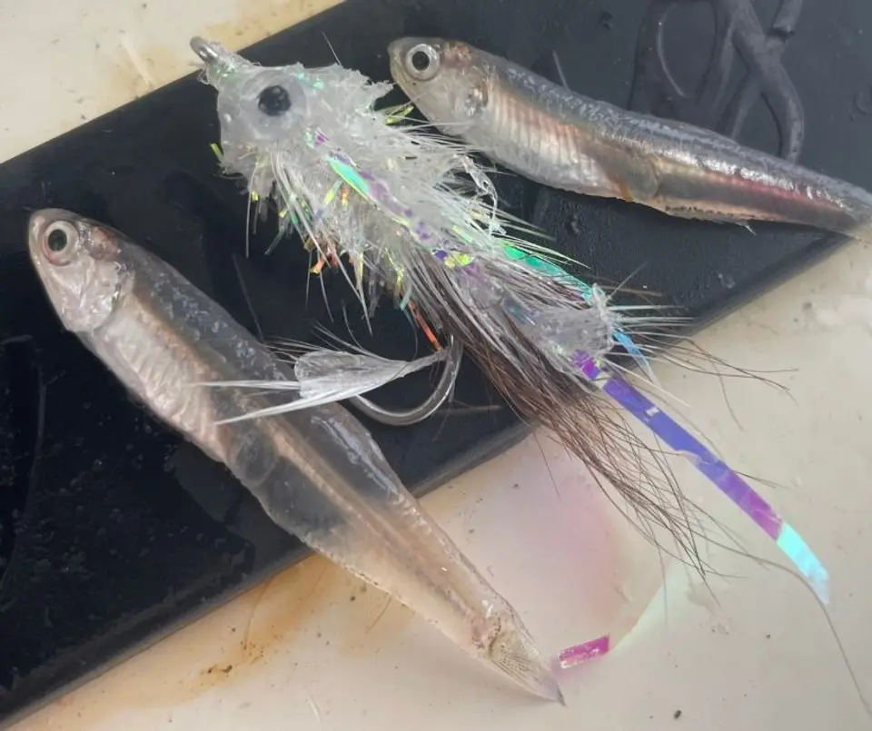 Albie Whore Fly for Cape Cod