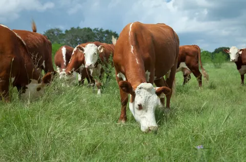 Listener Question, Grazing Sorghum, Trace Minerals, Top Mineral Considerations, Vaccinating Spring Calving Cows