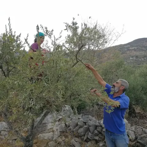 Olive Branch
