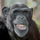 Apes