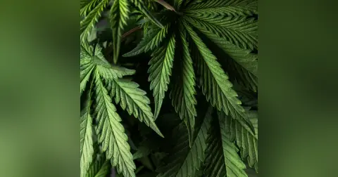 Cannabis Related Emergencies