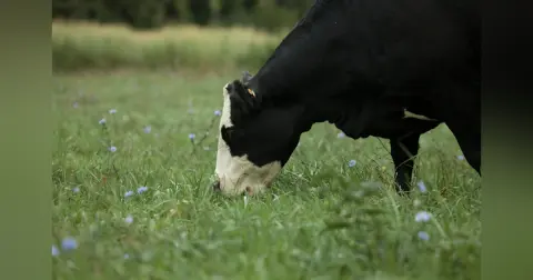 Reproductive Heritability, Bull Selection, Top Tips to Prepare for Fall Weaning, Fall Weaning & Processing