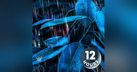 Heavy Rain Noise for Sleeping | 12 Hour Rainforest Sounds for Deep Sleep
