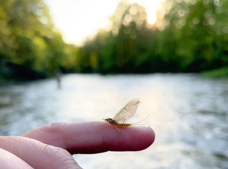 Penns Creek mayfly