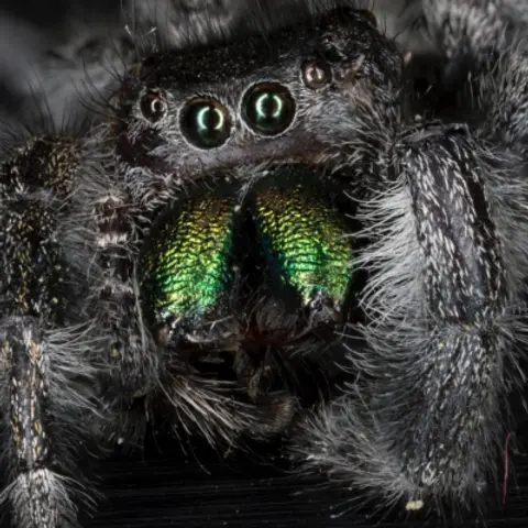 Spiders