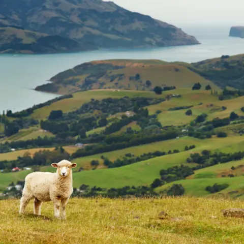 Kiwi Land