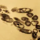 Anthropology of Oil