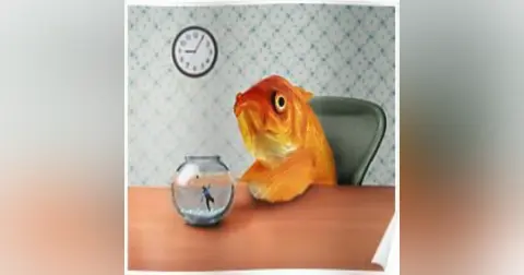Fish Out Of Water