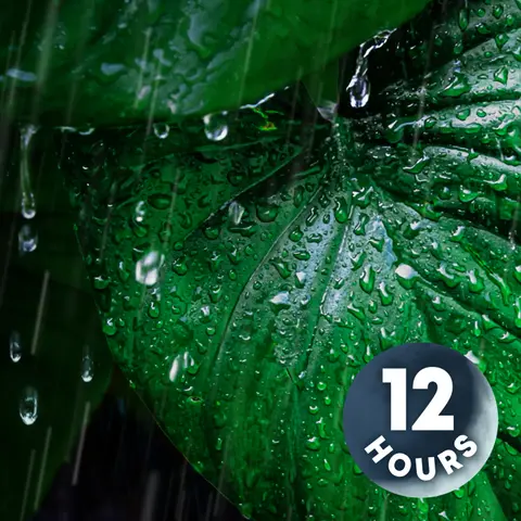 Very Heavy Forest Rainfall for the Best Deep Sleep and Meditation | No Ads & No AI