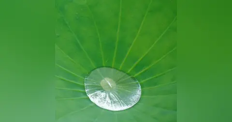 Plant-inspired innovations