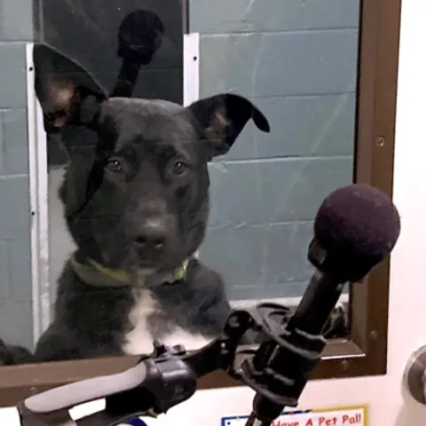 Rescuing Animals for 130 Years at a Local SPCA