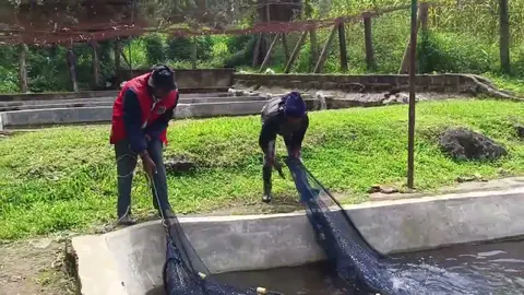 Rainbow Trout Harvest & Embu's Living Heritage