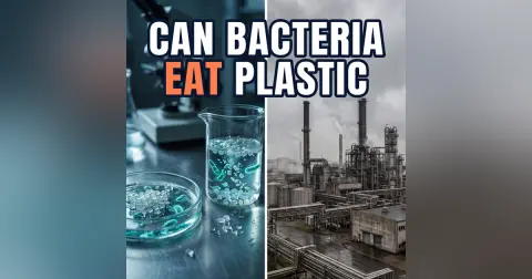 Can Bacteria Actually Eat Plastic?