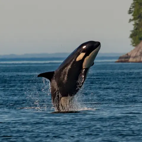 Whales Podcast For Children
