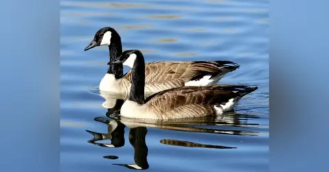 The Goose and the Gander