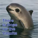 S5E25: The Vaquita Can Still Recover