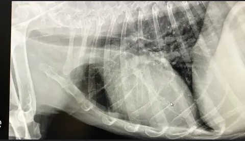 No Such Thing As An 'Old Dog Lung'