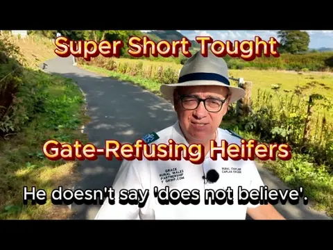 Super Short Thought  | Gate Refusing Heifers | John 3 v 36