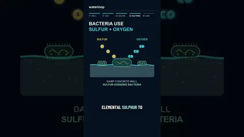 How Bacteria Eats Concrete Sewers
