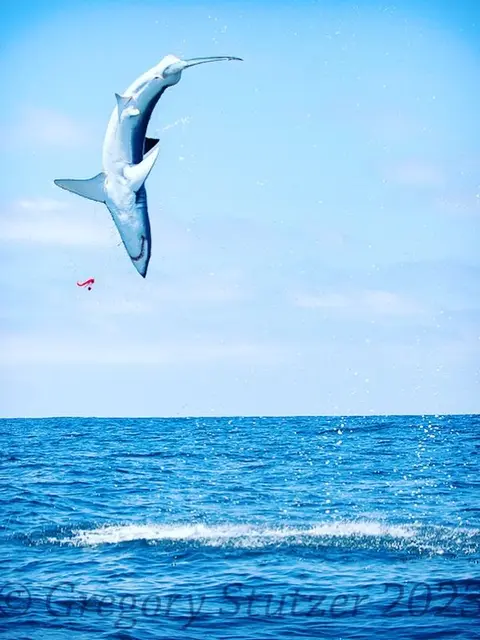Hang Time: Mako Sharks on the Fly with Conway Bowman