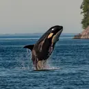 Whales Podcast For Children