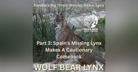 Episode 160: Europe’s Big Three – Wolves, Bears, Lynx. Part 3: Spain’s Missing Lynx Makes A Cautionary Comeback