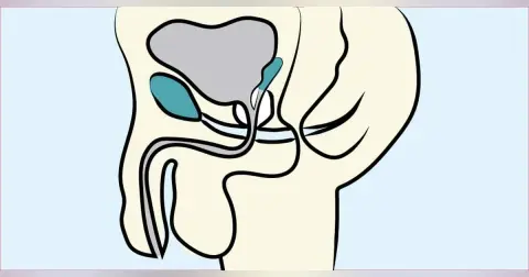 Examination of the Scrotum