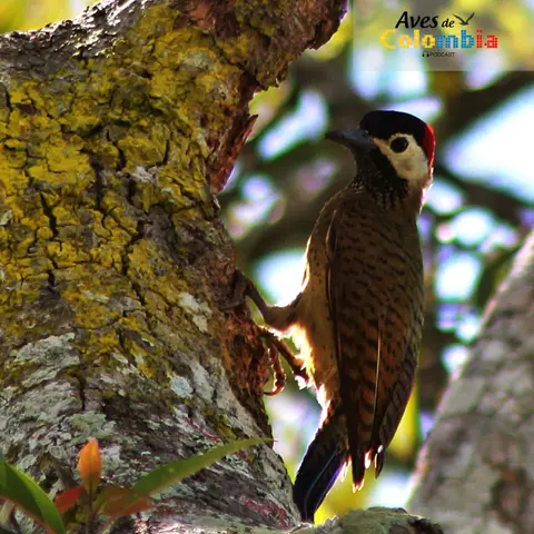 El Pájaro Carpintero.