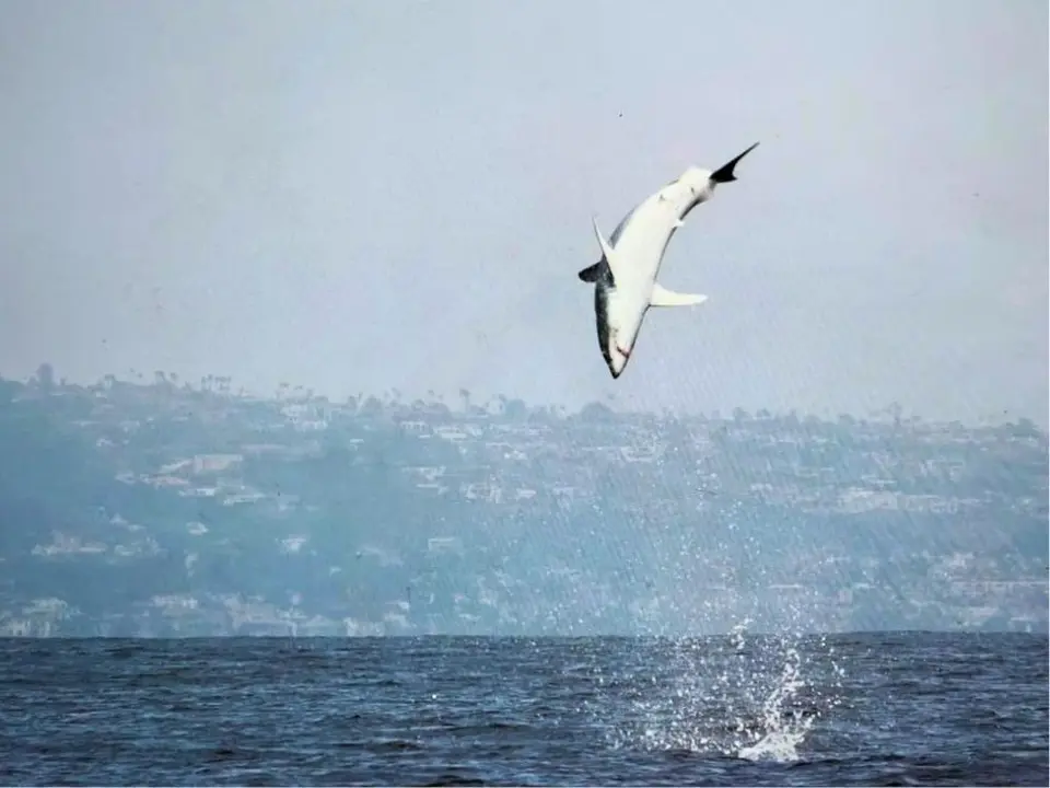 mako blog 1.jpg Mako Shark Fly Fishing Jumping