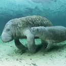 Manatees Podcast For Kids