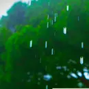 12 Hours Relaxing Summer Rain Sounds for Sleep & Stress Relief