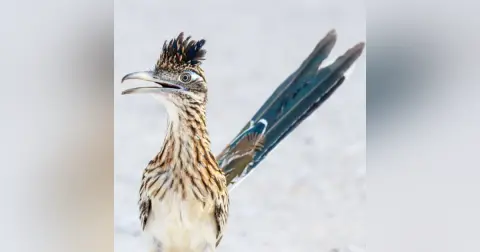 Roadrunners