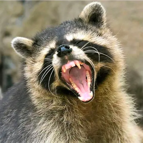SoberNotMature - Episode 223 (Rabid Raccoons With Whipped Cream)
