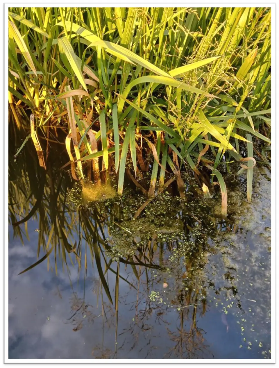 Beneath surface (comp).jpg Reeds and iris growing on a canal bank lit my an eveningsun