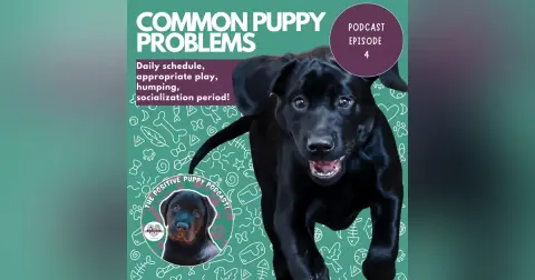 Episode 4: Common Puppy Problems