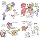 #10 Albuminuria: 5 Pearls segment