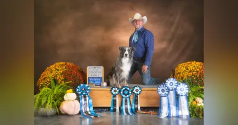 True Versatility - Working Ranch dogs - Winning Trial dogs with Tom Collins
