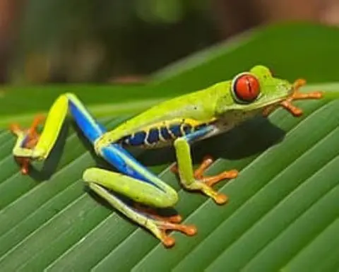 Frogs do not Move Backwards