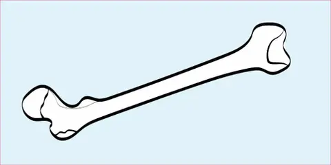 How to Read an X-ray