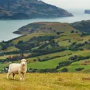 Kiwi Land