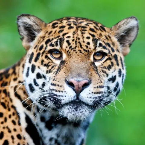 Endangered Species