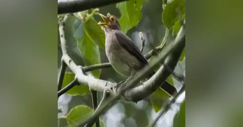Cantos y reclamos de las Aves. Cómo el Covid-19 beneficiará a la naturaleza.